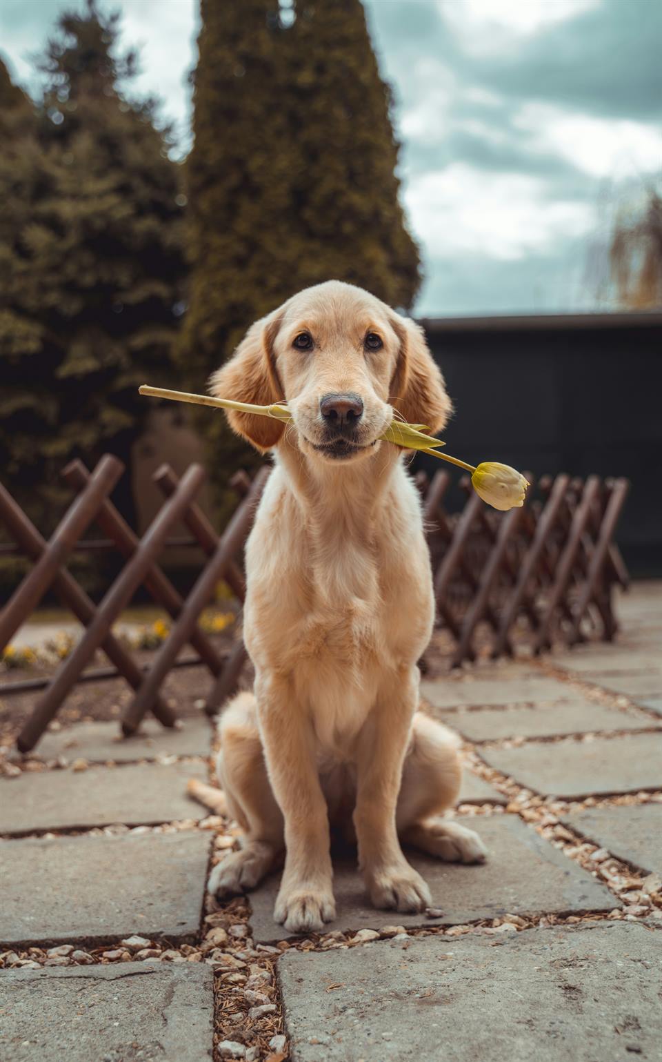 Cachorro golden retriever al aire libre