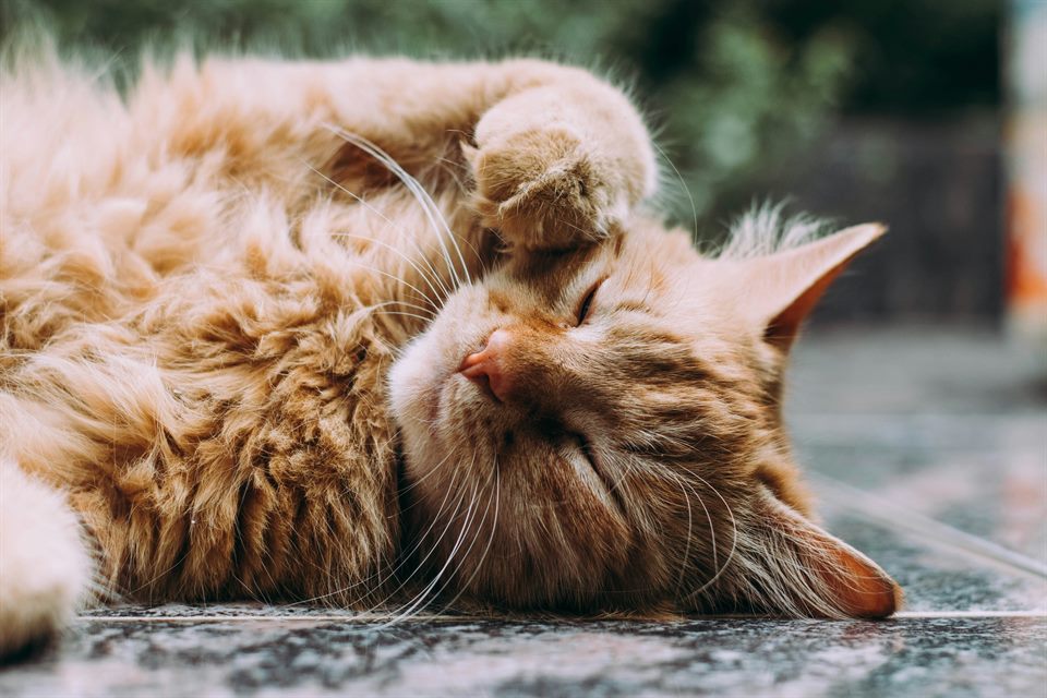Gato atigrado naranja tumbado en piedra con la pata sobre la cara